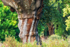 Kurkeik-Cork oak-Korkeiche-Quercus suber