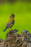 Groenling-Greenfinch-Grünfink-Chloris chloris