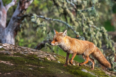 Vos-Red fox-Rotfuchs-Vulpes vulpes