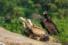 Vale gier-Eurasian griffon vulture-Gänsegeier-Gyps fulvus-Monniksgier-Cinereous vulture-Mönchsgeier-Aegypius monachus