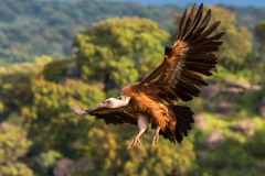 Vale gier-Eurasian griffon vulture-Gänsegeier-Gyps fulvus