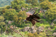 Monniksgier-Cinereous vulture-Mönchsgeier-Aegypius monachus