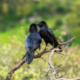 Raaf-Common raven-Kolkrabe-Corvus corax