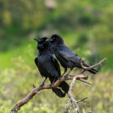 Raaf-Common raven-Kolkrabe-Corvus corax