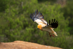 Aasgier-Egyptian vulture-Schmutzgeier-Neophron percnopterus