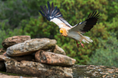 Aasgier-Egyptian vulture-Schmutzgeier-Neophron percnopterus