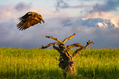 Spaanse keizerarend-Spanisch-imperial eagle-Spanischer Keiseradler-Aquila adalberti