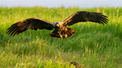 Spaanse keizerarend-Spanisch-imperial eagle-Spanischer Keiseradler-Aquila adalberti