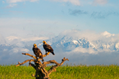 Spaanse keizerarend-Spanisch-imperial eagle-Spanischer Keiseradler-Aquila adalberti