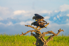 Spaanse keizerarend-Spanisch-imperial eagle-Spanischer Keiseradler-Aquila adalberti