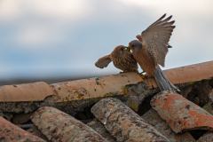 Kleine torenvalk-lesser kestrel-Rotelfalke-Falco naumanni