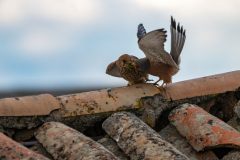 Kleine torenvalk-lesser kestrel-Rotelfalke-Falco naumanni