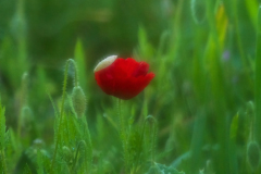 Klaproos-papaver-Mohn-Papaveraceaea