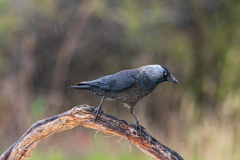 Kauw-European jackdaw-Dohle-Coloeus monedula