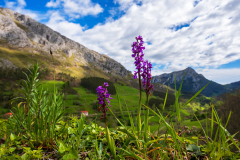 Mannetjesorchis- Orchis mascula-Männliche Knabenkraut-Orchis mascul