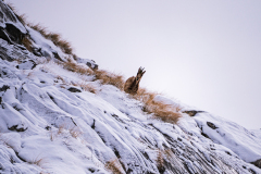 Cantabrische gems-Cantabrian chamois-Cantabrische Gämse-Rupicapra pyrenaica parva