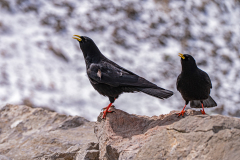 Alpenkauw-Alpine chough-Alpendohle-Pyrrhocorax graculus