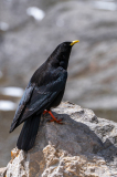 Alpenkauw-Alpine chough-Alpendohle-Pyrrhocorax graculus