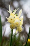 Narcissus triandus