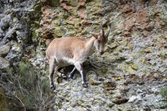 Spaanse steenbok-Spanish ibex-Iberian Steinbock-Capra pyrenaica