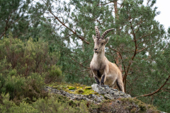 Spaanse steenbok-Spanish ibex-Iberian Steinbock-Capra pyrenaica