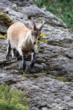 Spaanse steenbok-Spanish ibex-Iberian Steinbock-Capra pyrenaica