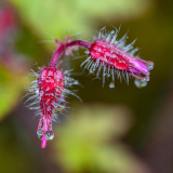 Robertskruid-Herb-robert-Ruprechtskraut-Geranium robertianum