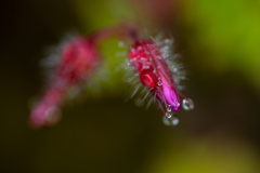 Robertskruid-Herb-robert-Ruprechtskraut-Geranium robertianum