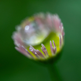 Fijnstraal-Erigeron-Berufkräuter-Erigeron