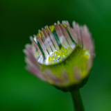 Fijnstraal-Erigeron-Berufkräuter-Erigeron