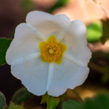 Cistus salviifolius