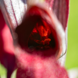 Tongorchis-Serapias-Zungenstendel-Serapias