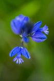 Gewone vleugeltjesbloem-Common milkwort-Gewöhnliche Kreuzblume-Polygala vulgaris