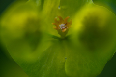 Amandelwolfsmelk-Wood spurge-Mandel-Wolfsmilch-Euphorbia amygdaloides
