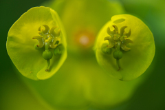 Amandelwolfsmelk-Wood spurge-Mandel-Wolfsmilch-Euphorbia amygdaloides