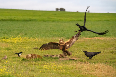 Bruine kiekendief-Marsh harrier- Rohrweihe-Circus aeruginosus
