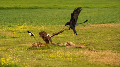 Bruine kiekendief-Marsh harrier- Rohrweihe-Circus aeruginosus