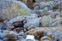 Gredos-steenbok-Gredos ibex-Gredos Steinbock-Capra pyrenaica victoriae