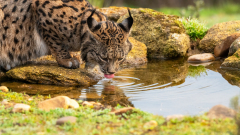 Pardellynx-Iberian Lynx-Pardelluchs-Lynx pardinus
