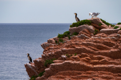 Aalscholver-Great cormorant Kormoran-Phalacrocorax carbo Geelpootmeeuw-Yellow-legged gull-Mittelmeermöwe-Larus michahellis