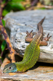 Iberische smaragdhagedis-Iberian emerald lizard- Iberische Smaragdeidechse-Lacerta schreiberi