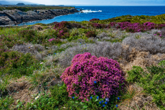 Zuiltjessteenbreek-Putple saxifrage-Roter Steinbrech-Saxifraga oppositifolia