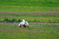 Grote trap-Great bustard-Großtrappe-Otis tarda