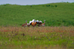 Grote trap-Great bustard-Großtrappe-Otis tarda