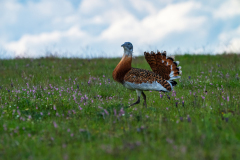 Grote trap-Great bustard-Großtrappe-Otis tarda