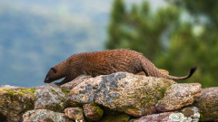 Egyptische mangoest-Egyptian mongoose-Buschteufel-Herpestes ichneumon