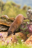 Egyptische mangoest-Egyptian mongoose-Buschteufel-Herpestes ichneumon