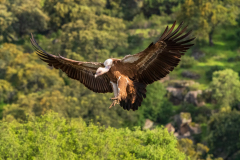 Vale gier-Eurasian griffon vulture-Gänsegeier-Gyps fulvus