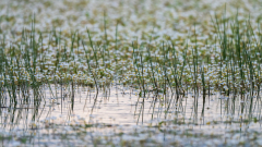 Waterranonkel-Common water-crowfoot-Gewöhnliche Wasserhahnenfuß-Ranunculus aquatilis