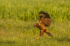 Bruine kiekendief-Marsh harrier- Rohrweihe-Circus aeruginosus